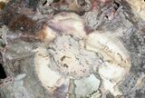 Top Quality Madagascar Petrified Wood Slab - #34480-1